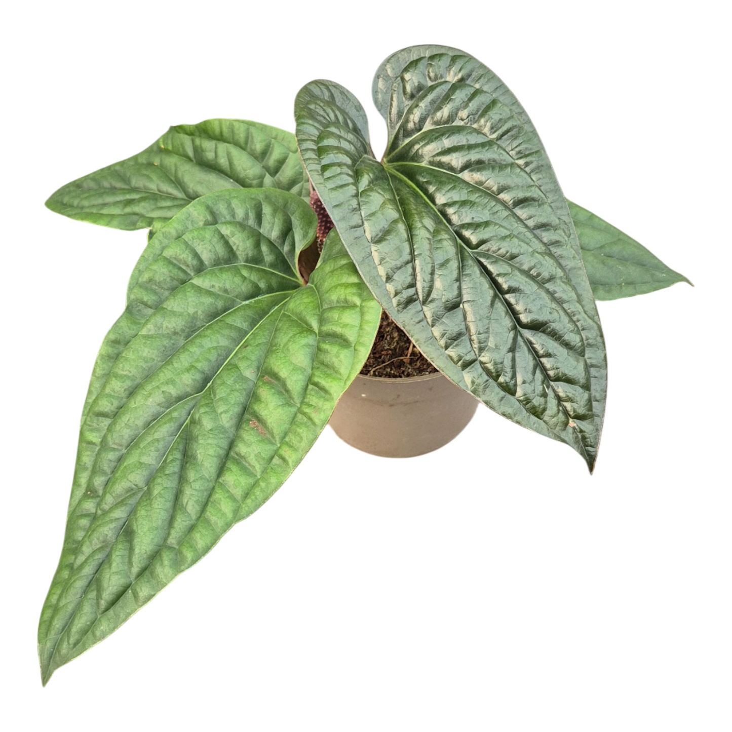 Anthurium Radicans x Luxurians