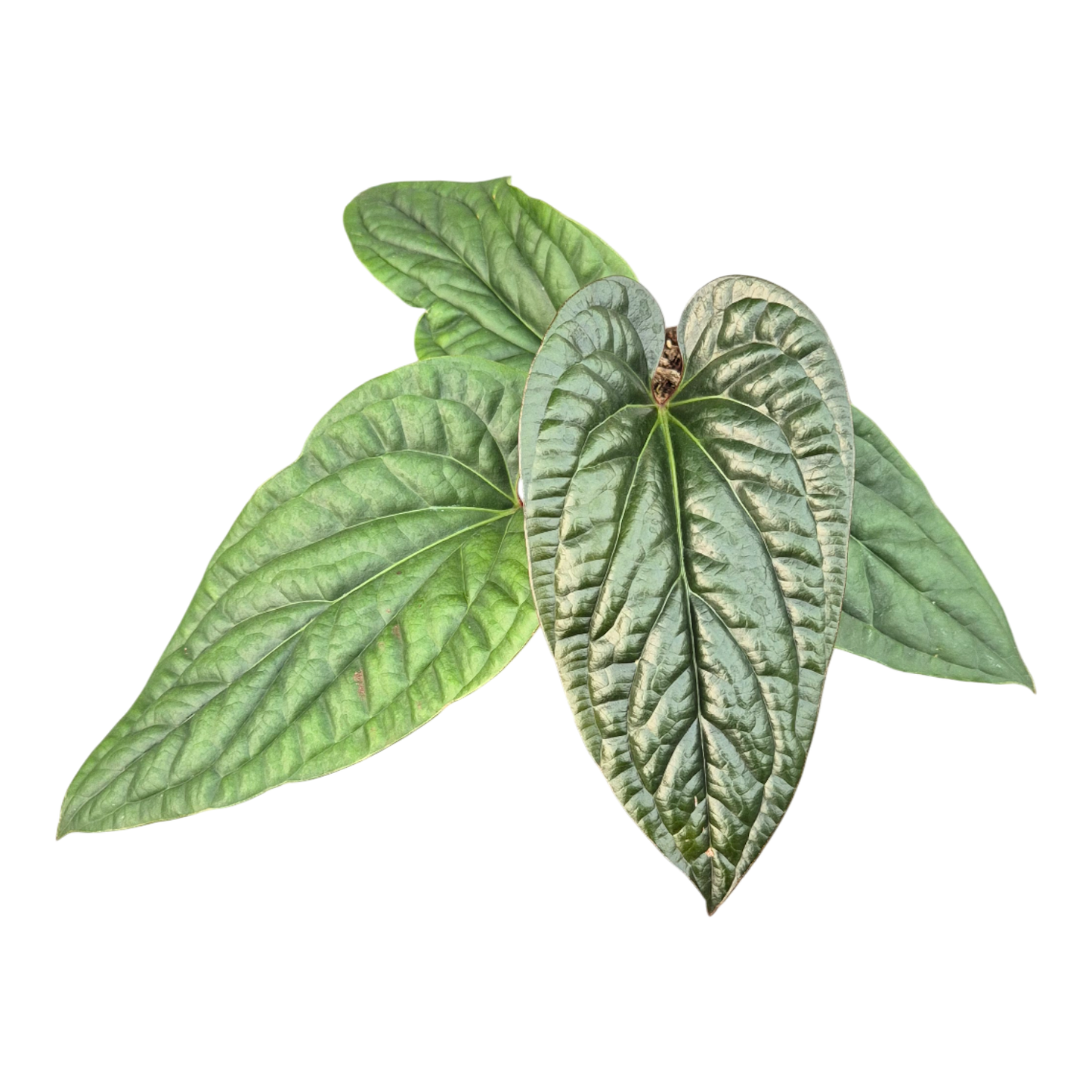 Anthurium Radicans x Luxurians