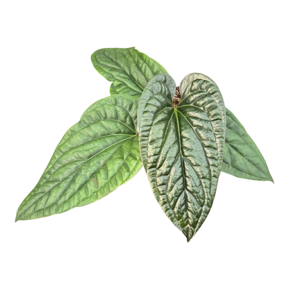 Anthurium Radicans x Luxurians