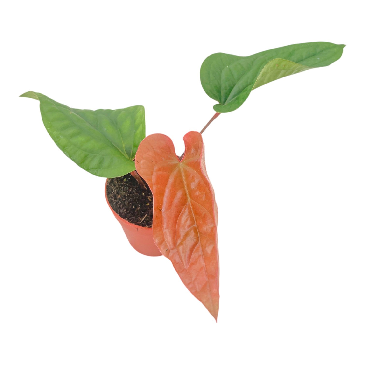 anthurium blad Anthurium Radicans x Luxurians