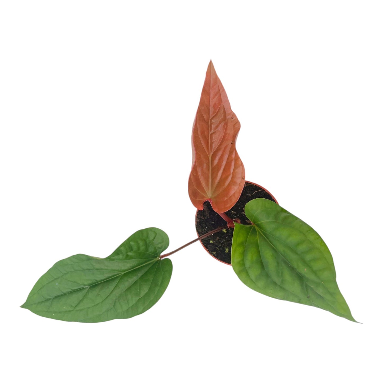 Anthurium Radicans x Luxurians