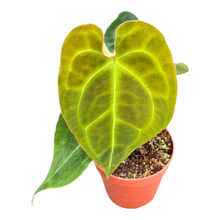 Anthurium Red Spider x Forgetii