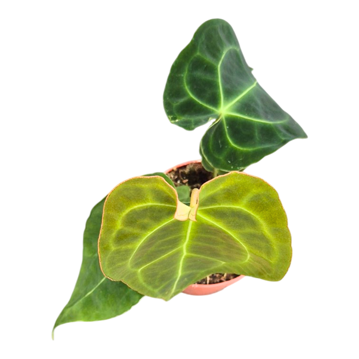 Anthurium Red Spider x Forgetii