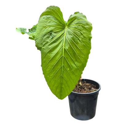 Selected Anthurium Schottianum