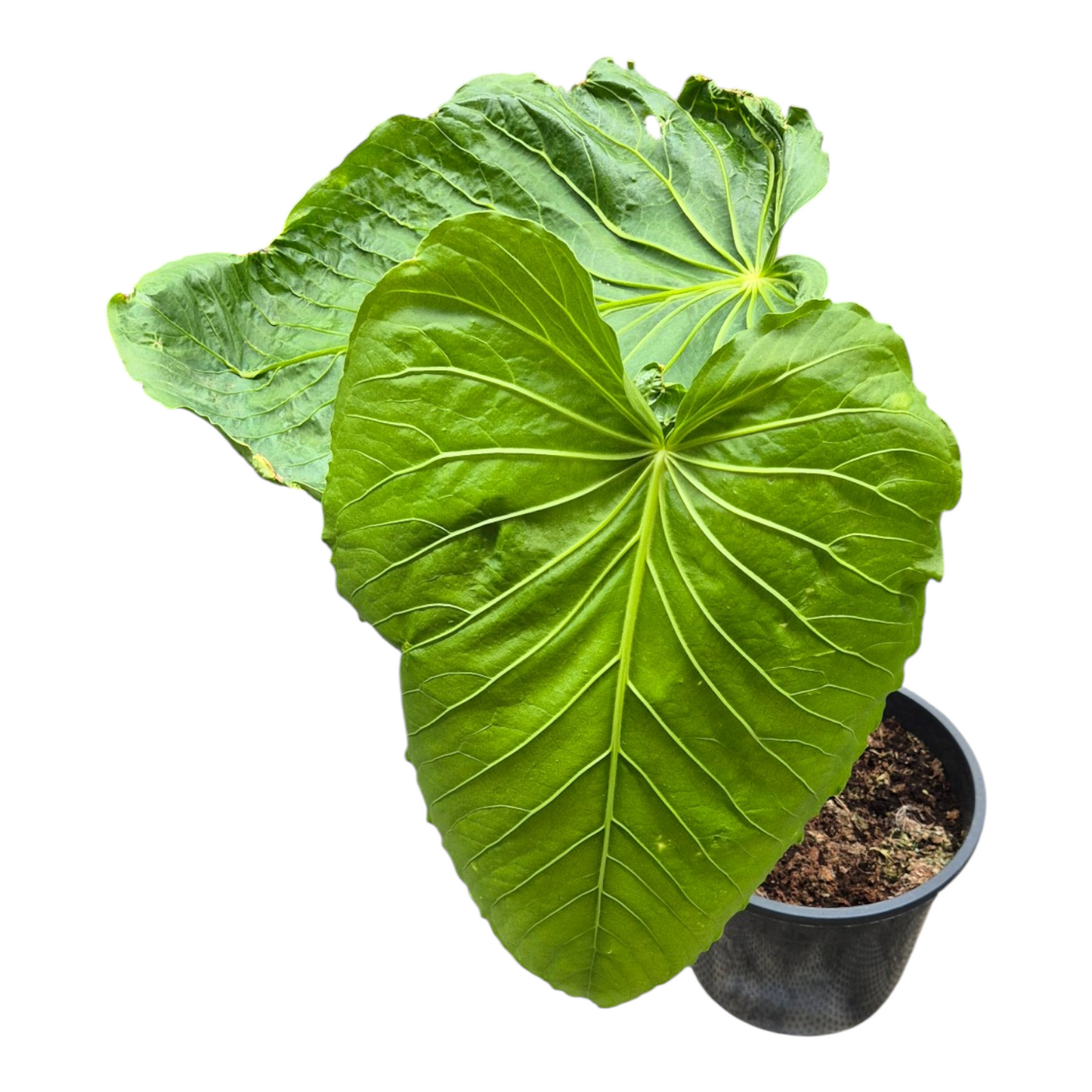 Selected Anthurium Schottianum