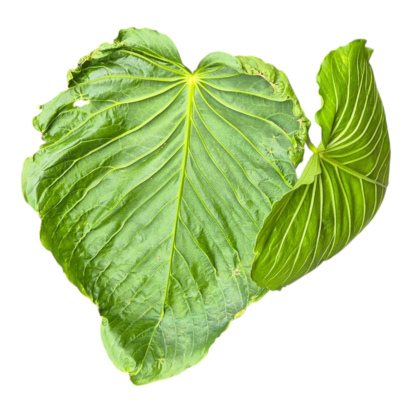 Selected Anthurium Schottianum