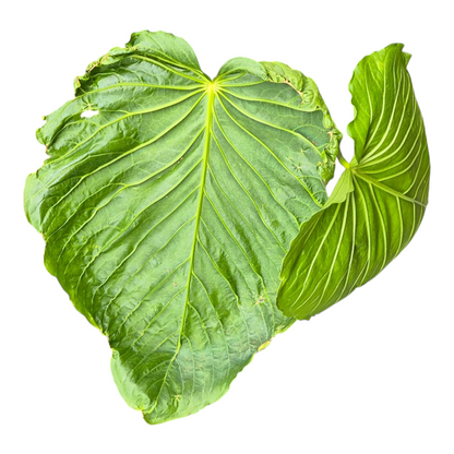 Selected Anthurium Schottianum