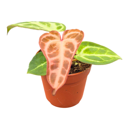 Anthurium Silver Blush Mint x Michelle