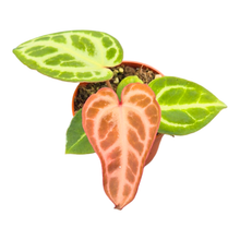 Anthurium Silver Blush Mint x Michelle