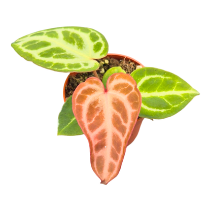 Anthurium Silver Blush Mint x Michelle