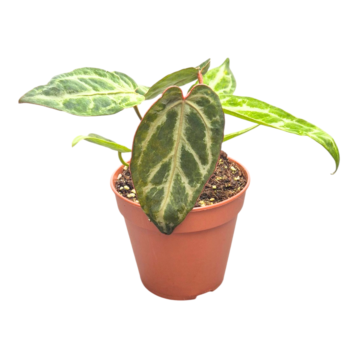 Anthurium Snow Queen Mutacja