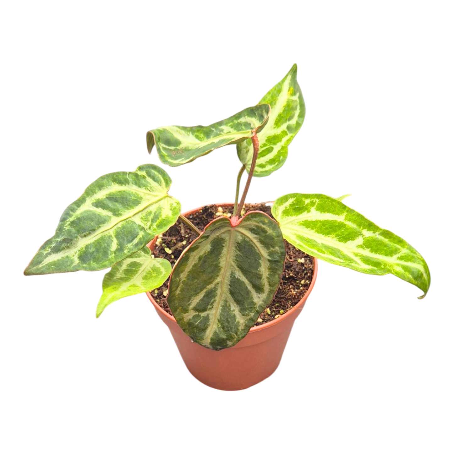 Anthurium Snow Queen Mutacja