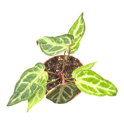 Anthurium Snow Queen Mutacja