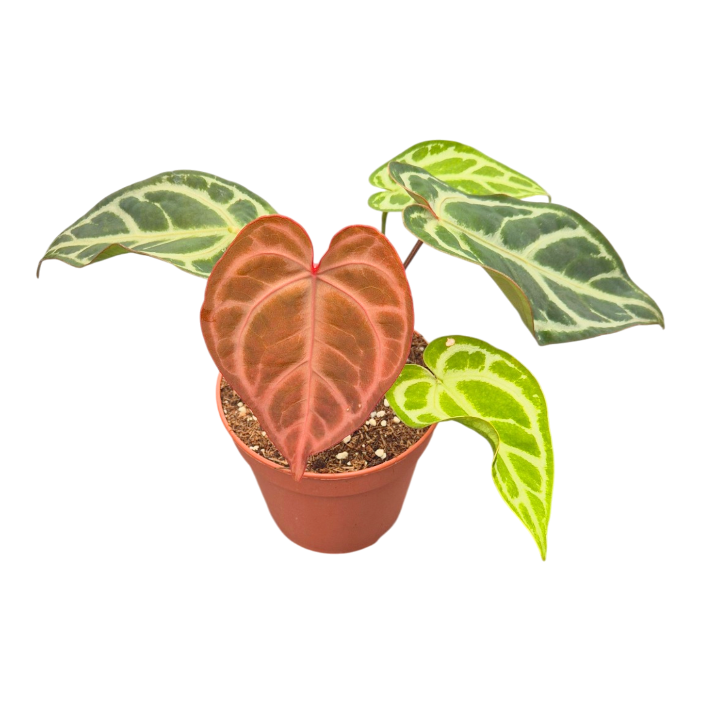 Anthurium Snow Queen