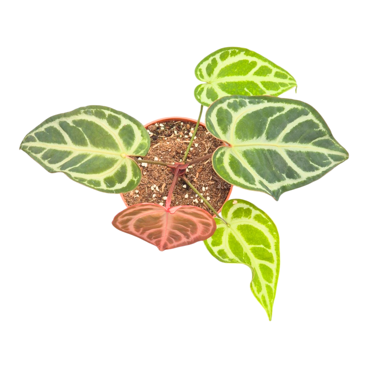 Anthurium Snow Queen