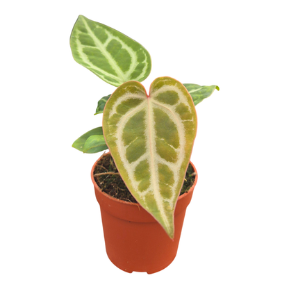 Anthurium Snow Queen