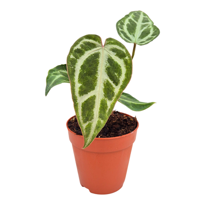 Anthurium Snow Queen