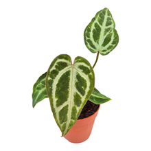 Anthurium Snow Queen