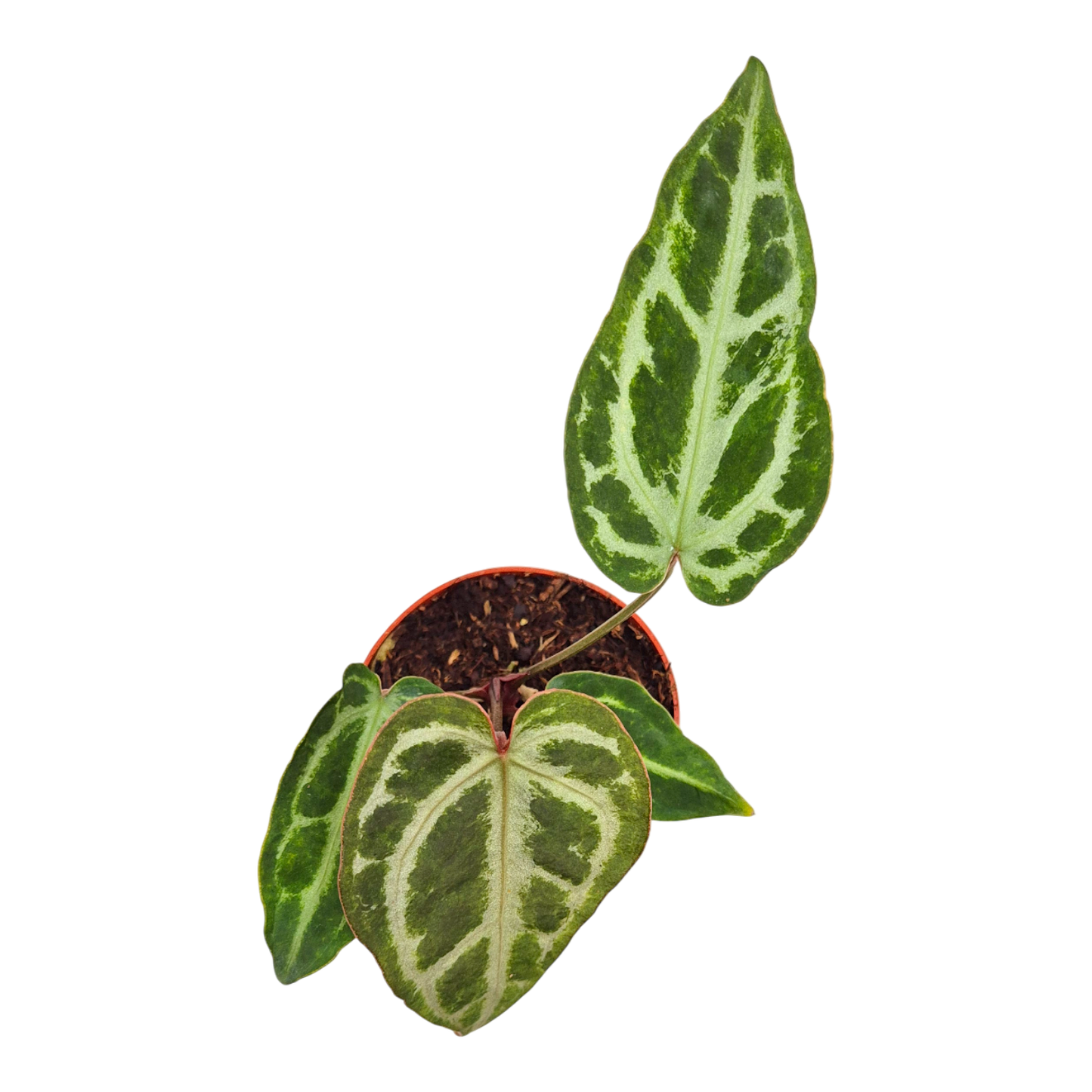 Anthurium Snow Queen