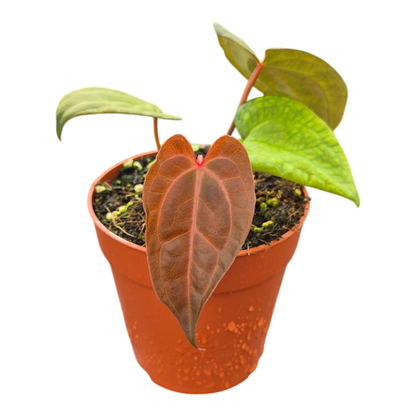 Anthurium Sp. Dark Green