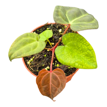Anthurium Sp. Dark Green