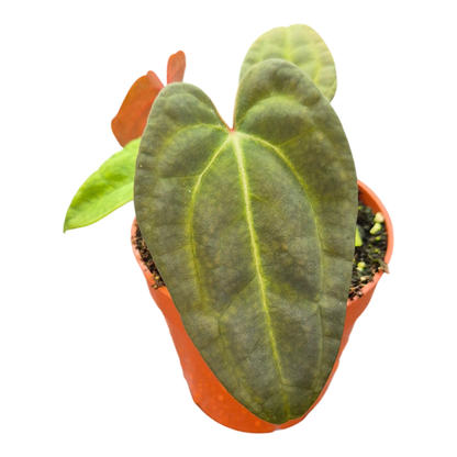 Anthurium Sp. Dark Green