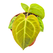 Anthurium Sp. Green