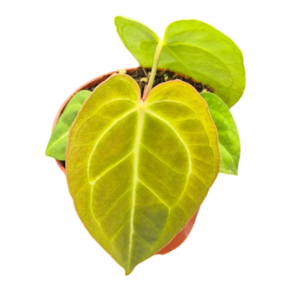 Anthurium Sp. Green