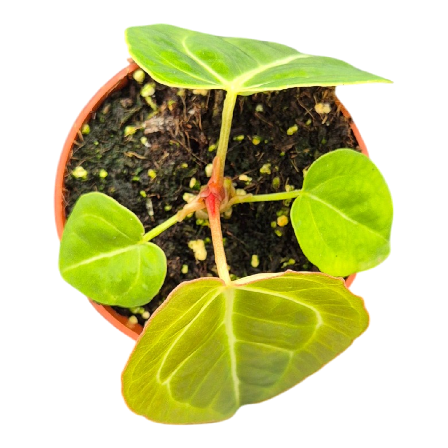 green anthurium plant Anthurium Sp. Green – Casa Botanica