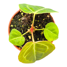 Anthurium Sp. Green