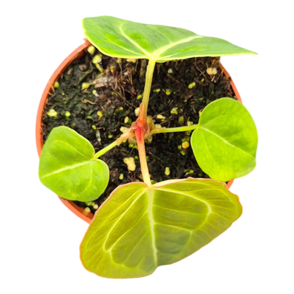 Anthurium Sp. Green