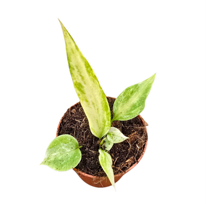 Anthurium Vittarifolium Variegata