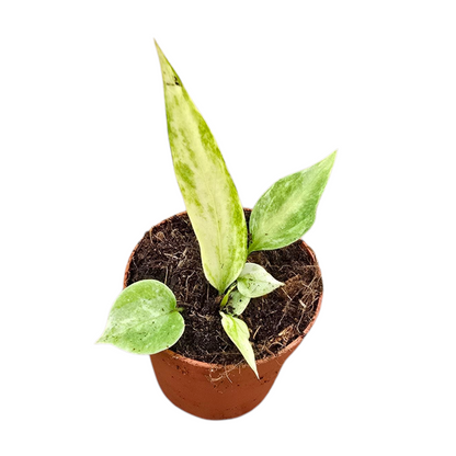 Anthurium Vittarifolium Variegata