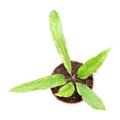 Anthurium Vittarifolium Variegata