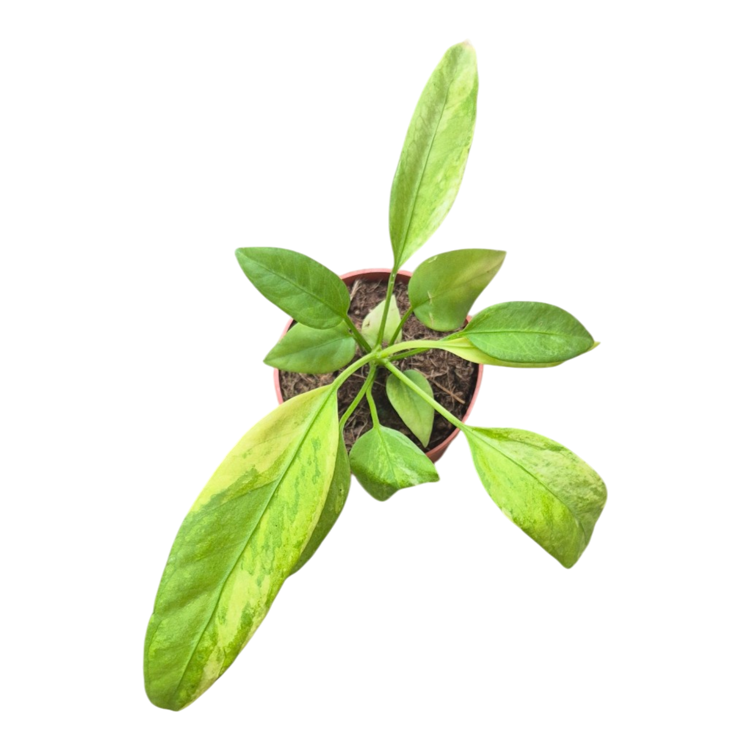 anthurium vittarifolium price Anthurium Vittarifolium Variegata – Casa Botanica
