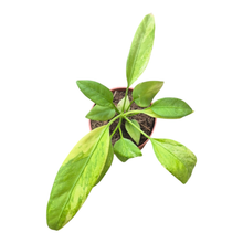 Anthurium Vittarifolium Variegata