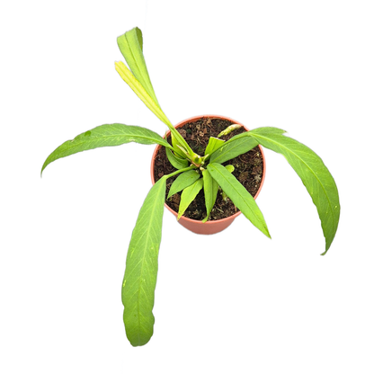 Anthurium Vittarifolium