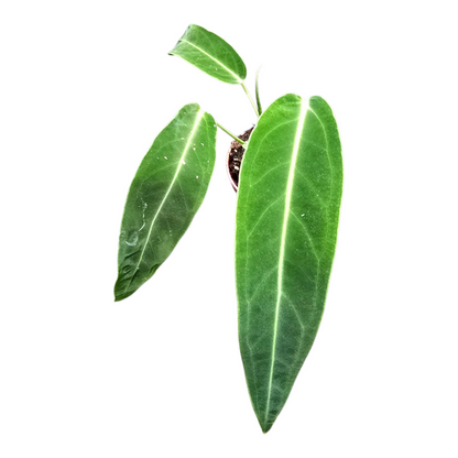 Anthurium Warocqueanum