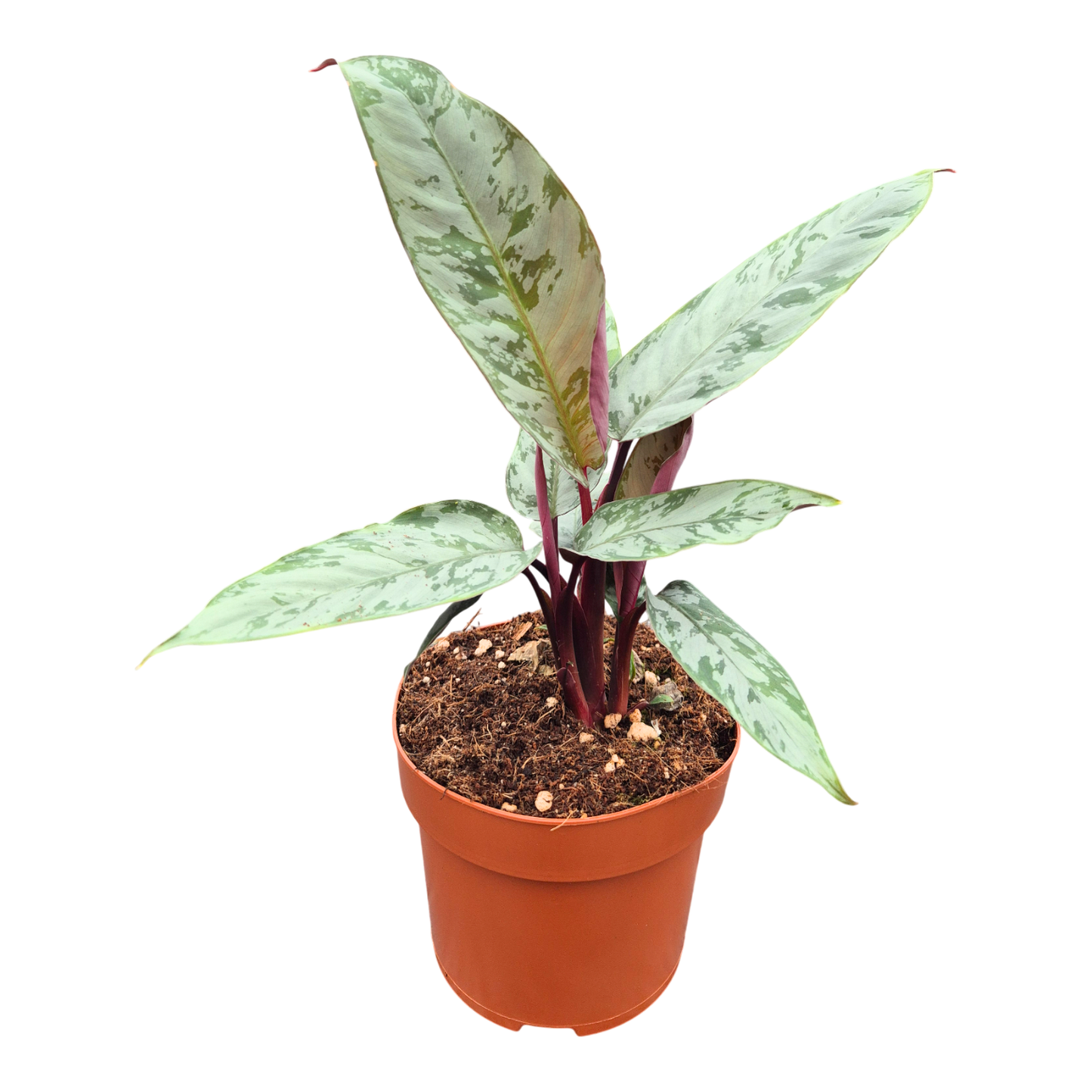 Apoballis acuminatissima