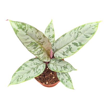 Apoballis Acuminatissima