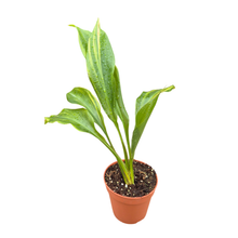 Aspidistra Elatior Variegata
