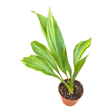 Aspidistra Elatior Variegata