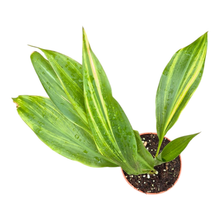 Aspidistra Elatior Variegata