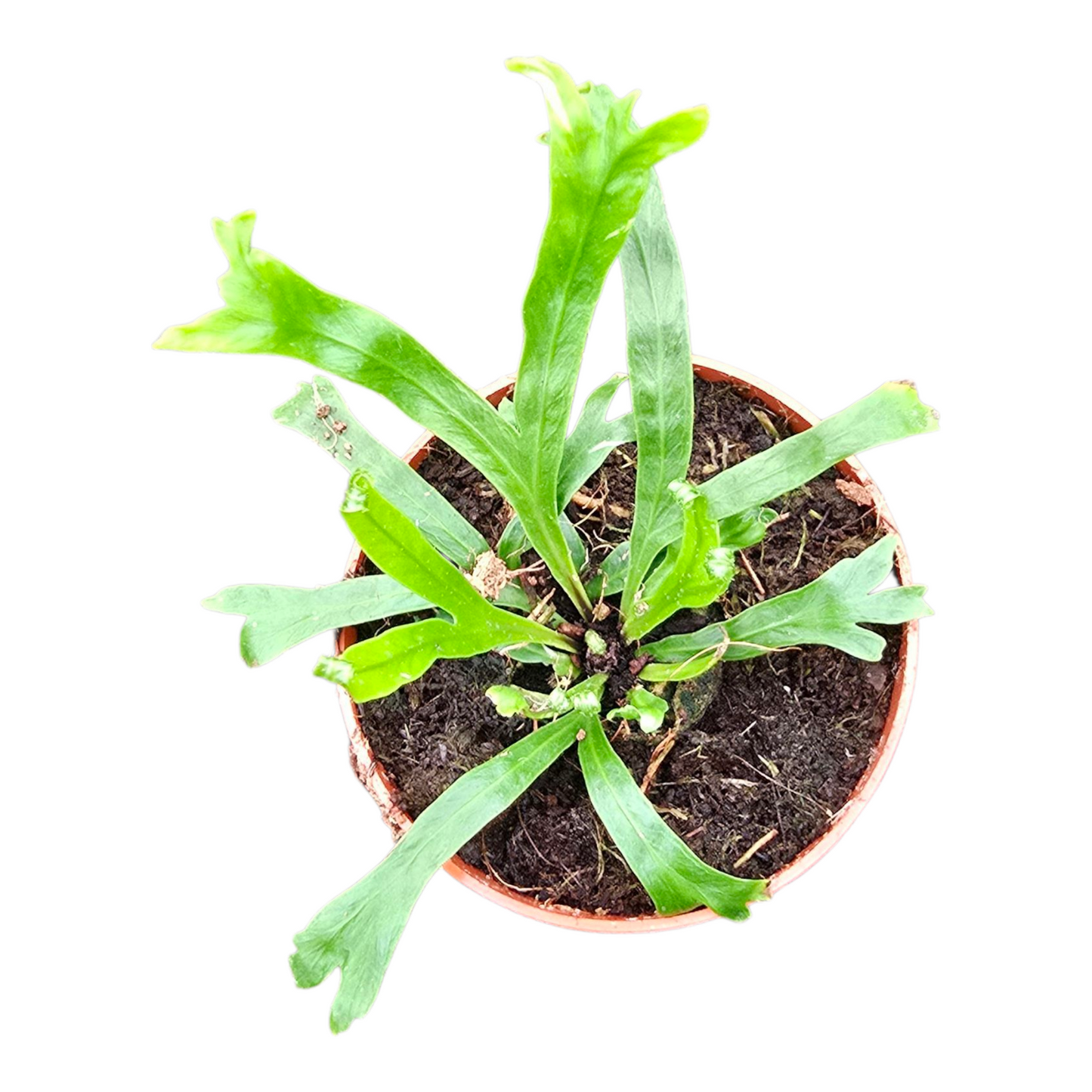 Asplenium Nidus