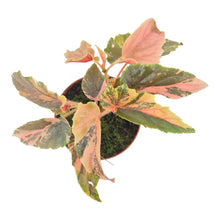 Begonia Ginny Galaxy Variegata LIVE SALE 1