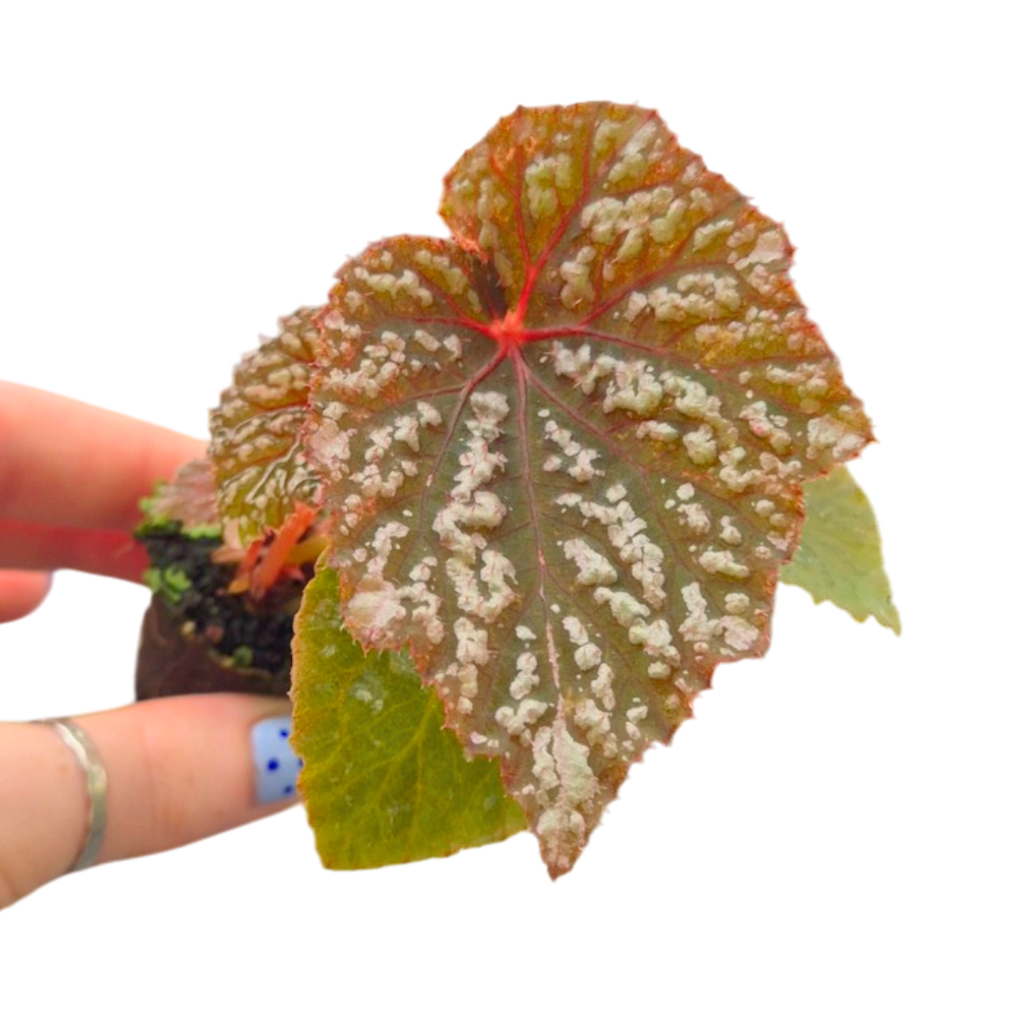 Begonia Little Moon