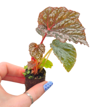 Begonia Little Moon
