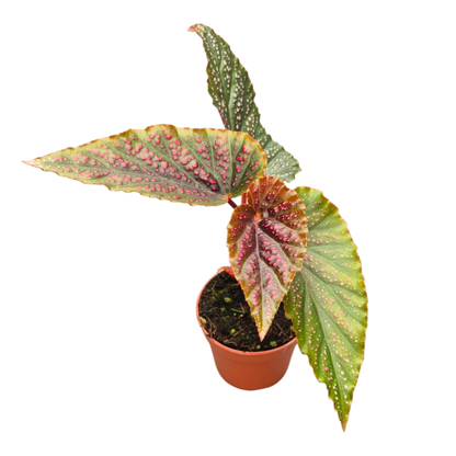 Begonia Maculata Silver Spotted
