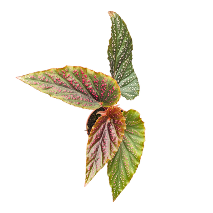 Begonia Maculata Silver Spotted