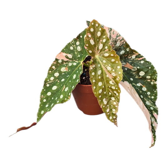 Begonia Maculata Variegata Pink